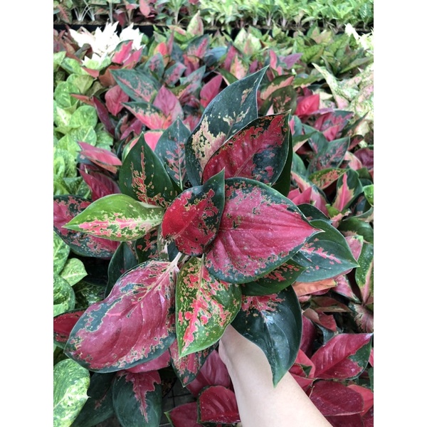 Aglaonema Suksom induk jaipong dan batik