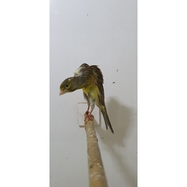 betina bb foi 22 double ring