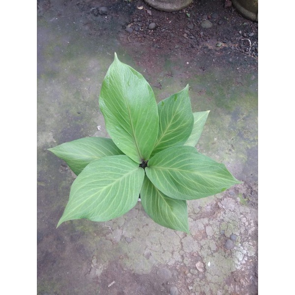 Anturium jemani cobra cataloq remaja