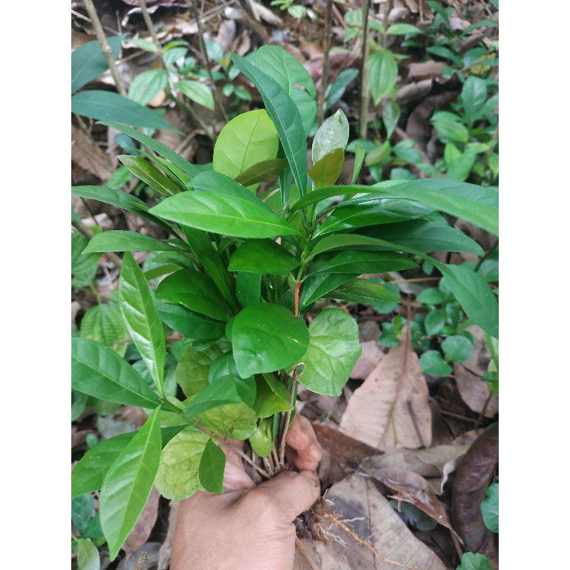 Bibit kopi eselsa cabut/bibit kopi eselsa/kopi eselsa/bibit kopi