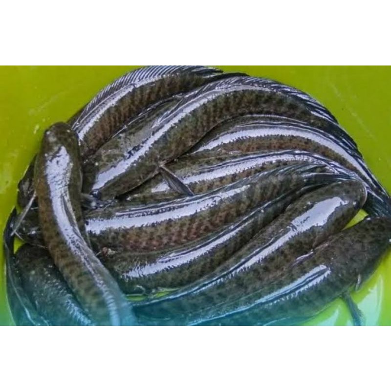 

ikan gabus 1kg