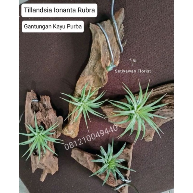 Tillandsia Ionanta Rubra & Gantungan Kayu Purba