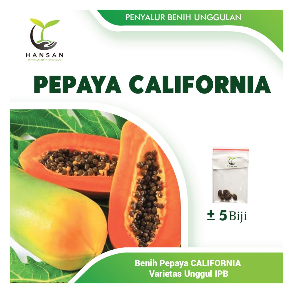 5 Benih Pepaya California F1 Calina IPB - Bibit Buah Kalifornia Unggul