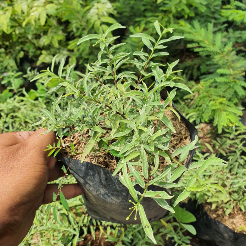 Anting Putri Mikro Varigata Bahan Bonsai Anput Mikro Bibit Tanaman Hidup
