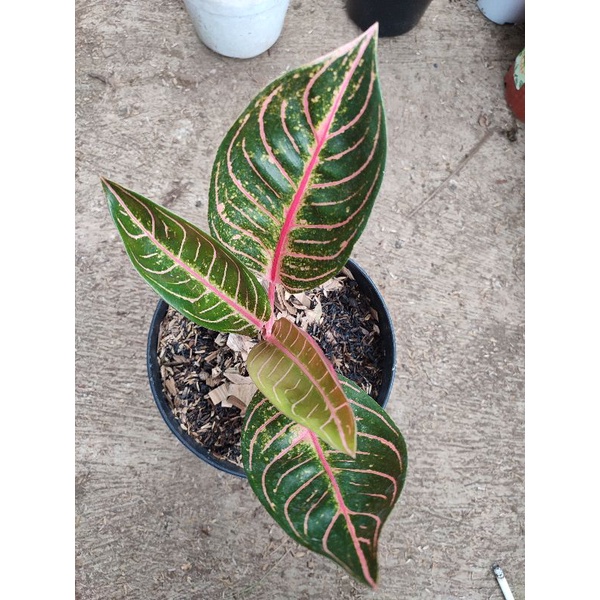 aglonema pride of Sumatra ( Pos ) red Sumatra