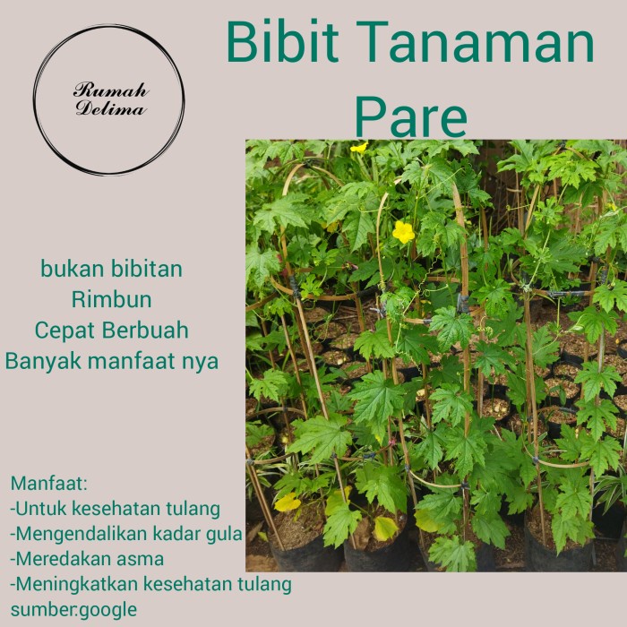 Benih Tanaman Pare/ Pohon Pare
