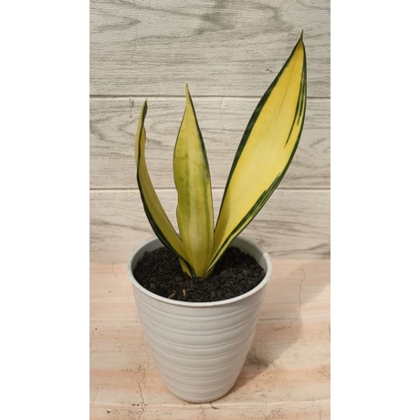 Sansevieria Gold Banner Mutasi
