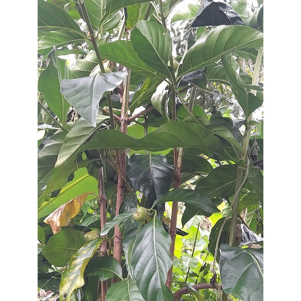 

DAUNPACE/DAUN MENGKUDU FRES BARU PETIK