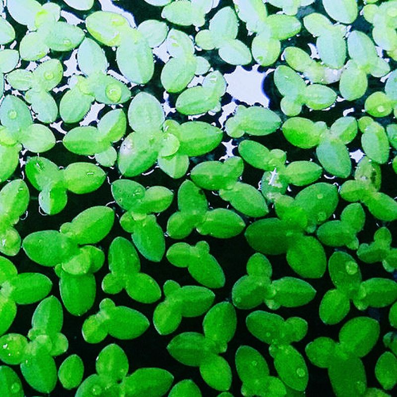 Azolla Lemna Minor Tumbuhan Aquatic