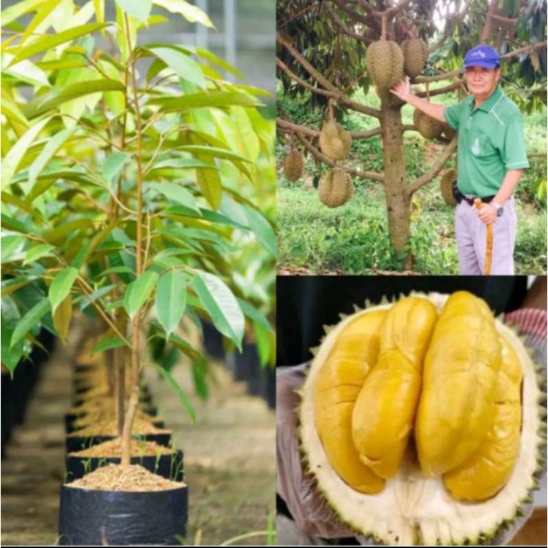 bibit durian montong asli bibit super hasil semaian