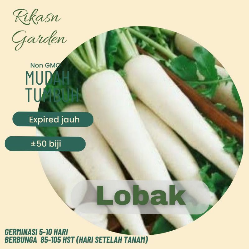 benih biji bibit lobak putih super
