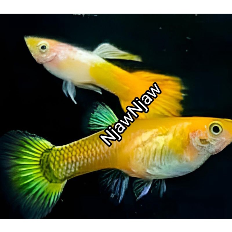 Guppy Yellow micarif 1 pasang betina siap beranak