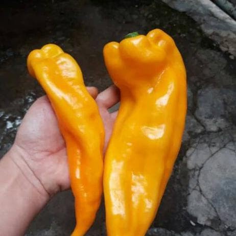 Benih Seribuan - 2 Bibit Cabe Raksasa Sweet Italian Pepper Yellow Unggul