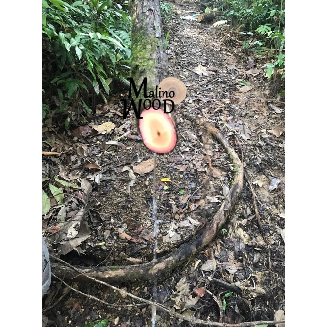 Obat herbal akar kayu bajakah asli kalimantan 500gram