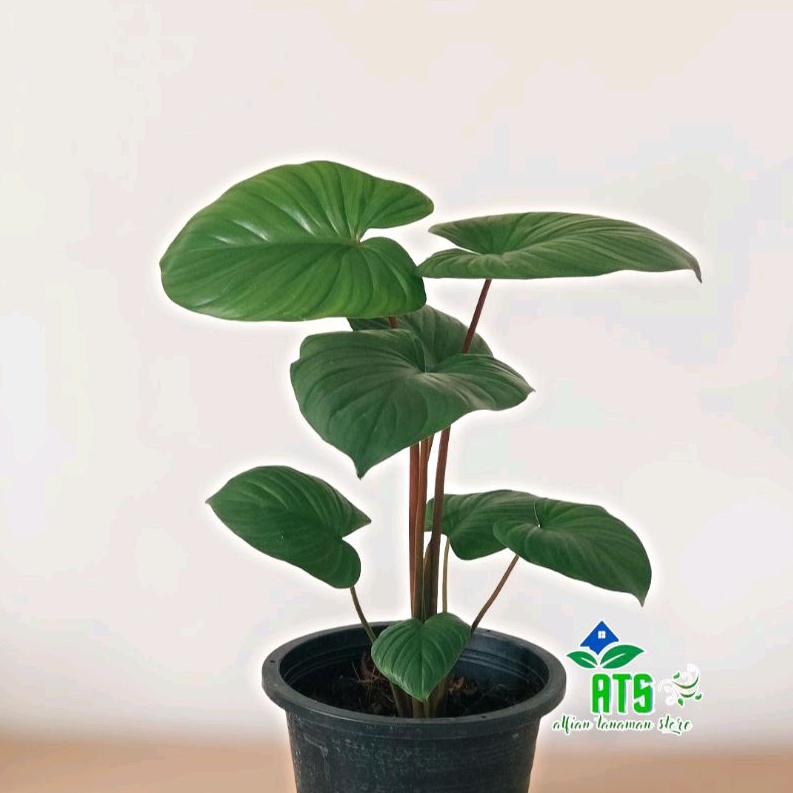 tanaman hias homalomena rubescens - pohon homalomena hijau