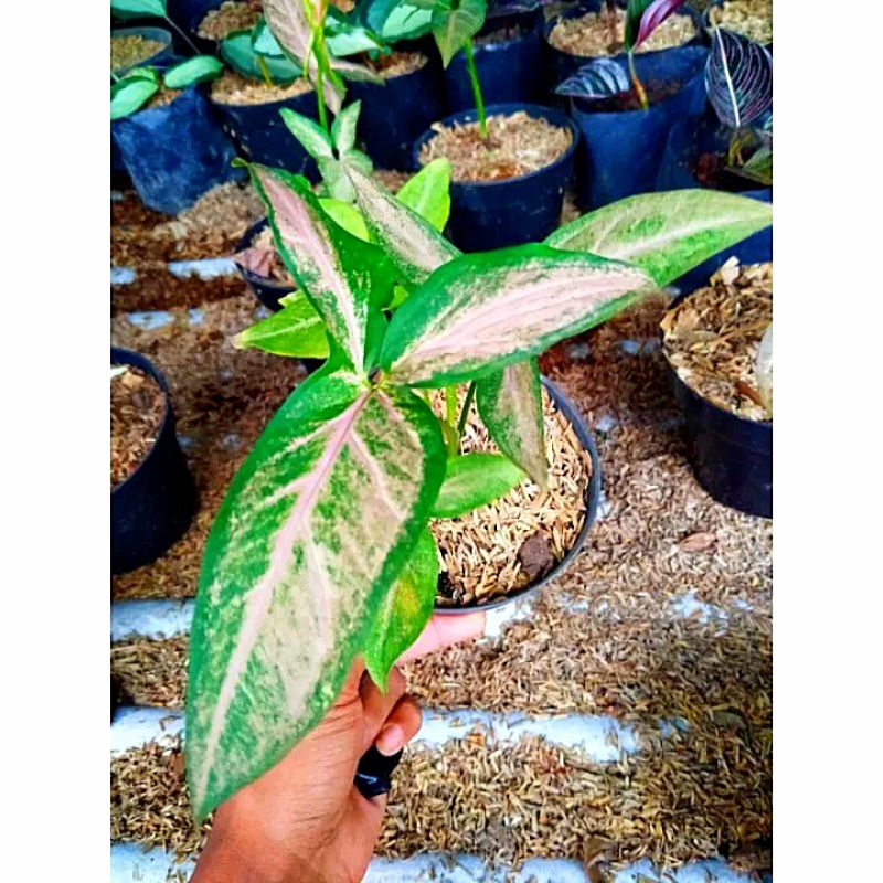 (bisa cod) promo tanaman hias syngonium pink kelinci