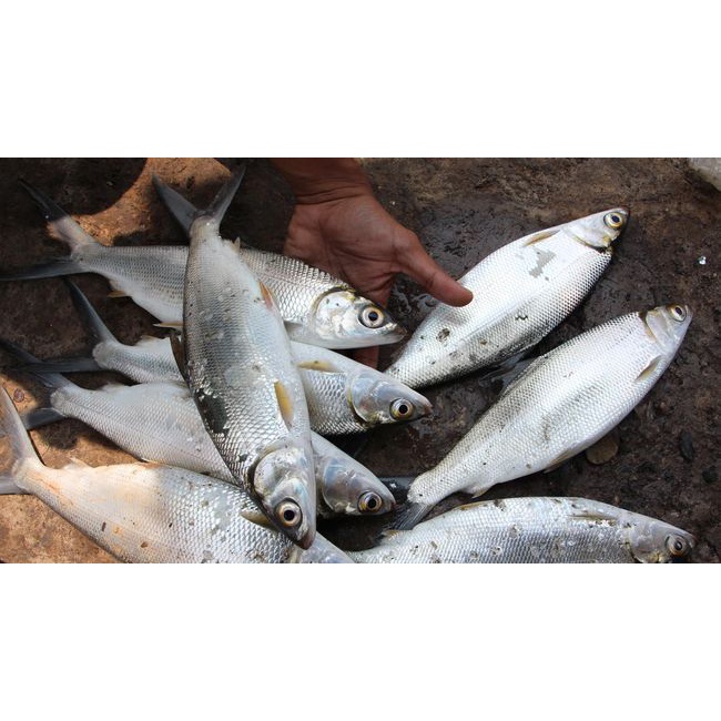

ikan bandeng kecil kemasan 10Kg Sterofoam