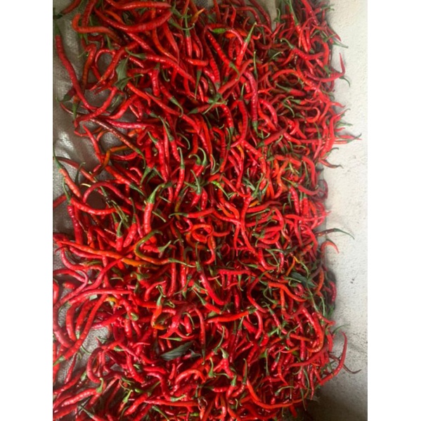 

cabe merah keriting lampung