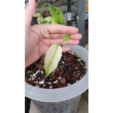 monstera white monster otw 3 daun nempel bonggol