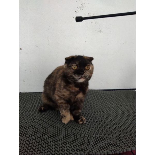 Kucing Gaelic Betina