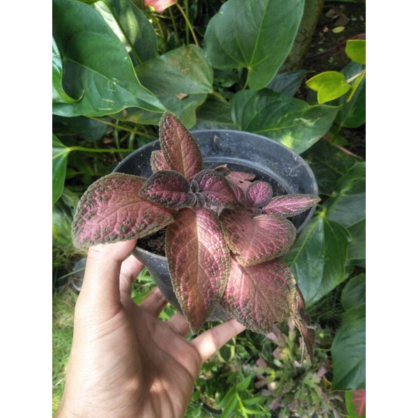 Bunga Episcia Ungu tanaman hias