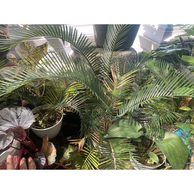 pakis haji tanaman sikas