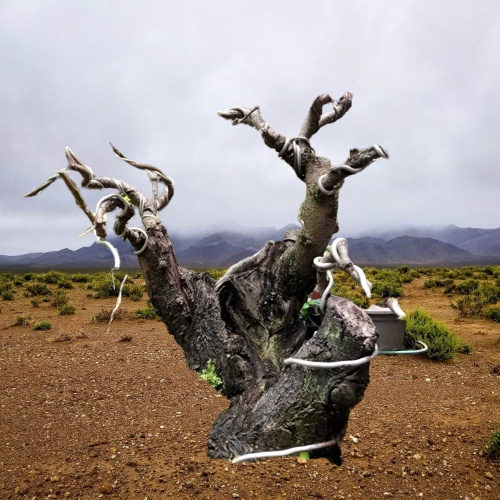 Pohon Bonsai Arabika Klampis Ireng Bahan prospek