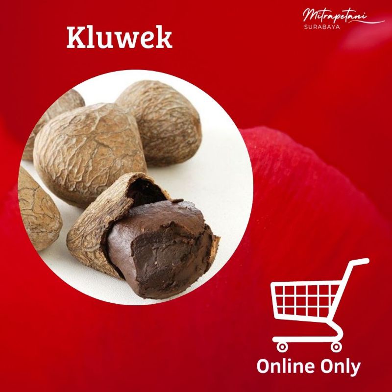 Kluwek, keluwak 500 gram, kluwek rempah