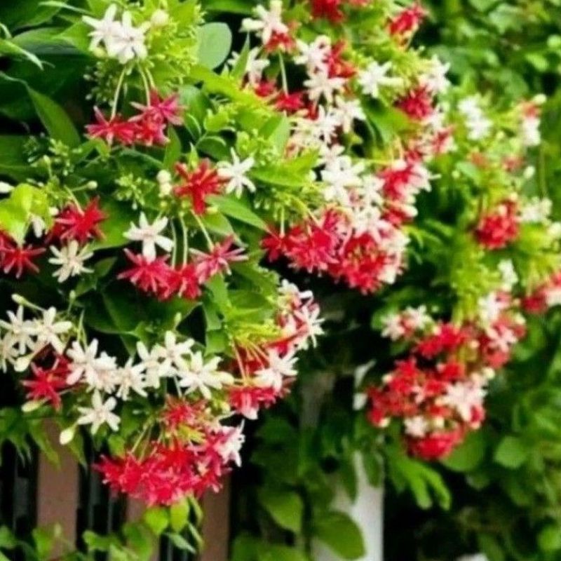 bibit melati Belanda bunga tumpuk