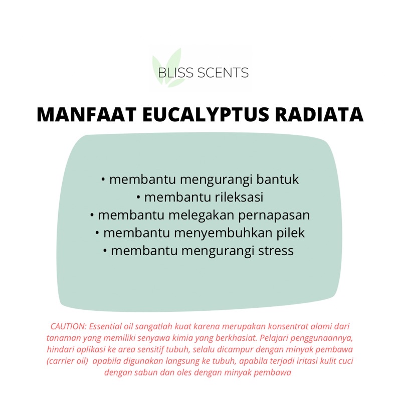 BLISS SCENTS Eucalyptus Radiata Essential Oil Aromatherapy 100% Murni Therapeutic Grade Aromaterapi