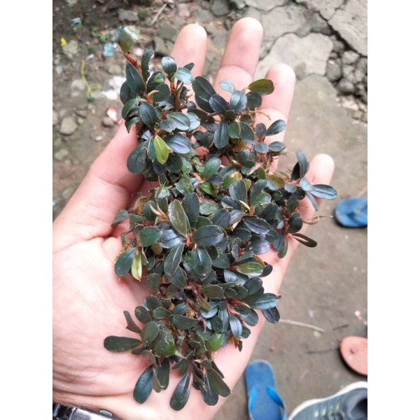 Bucephalandra sp per clump