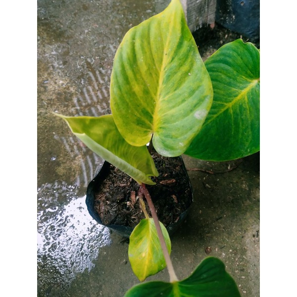 homalomena red steam