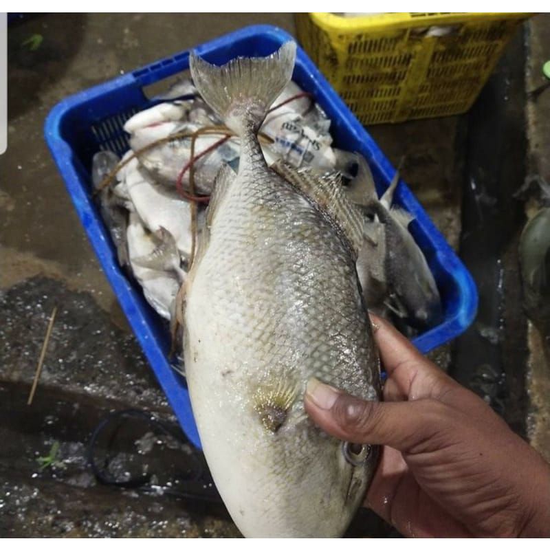 

Ikan Ayam-ayaman (Etong) 1 Kg