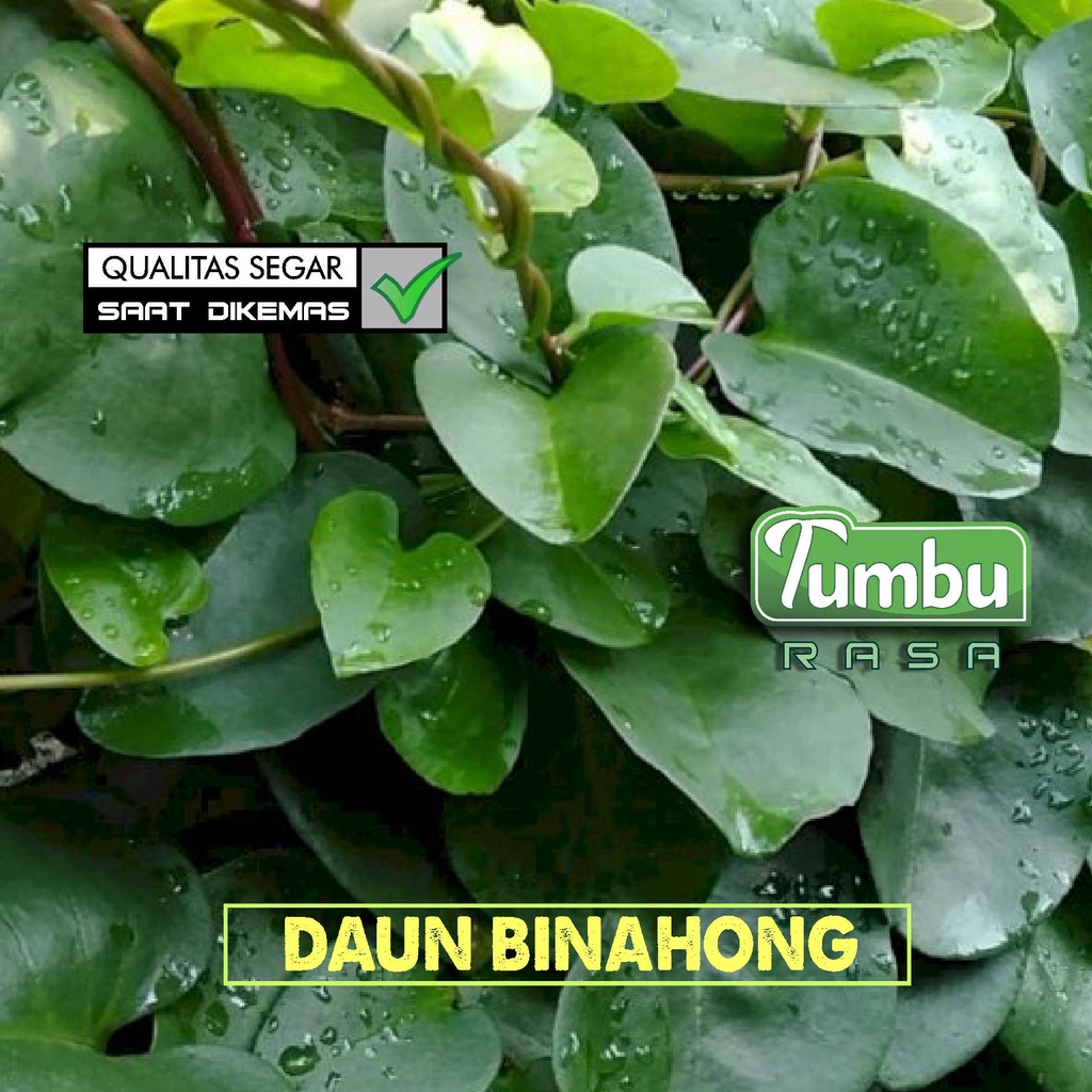 

DAUN BINAHONG segar 250 gram [100g] - daun herbal Binahong leaf