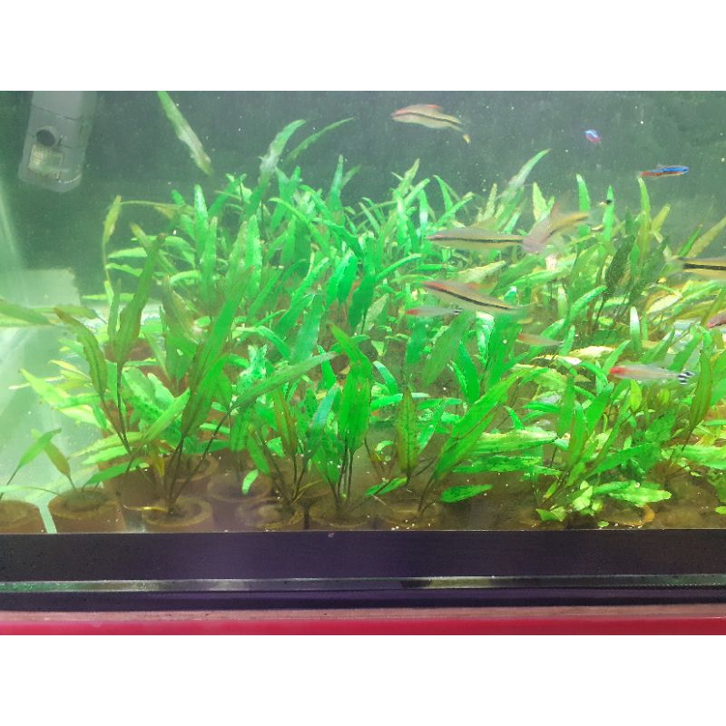 tanaman hias aquascape cripto corin super