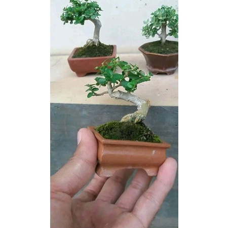 bonsai sancang mame hidup prospek 25k