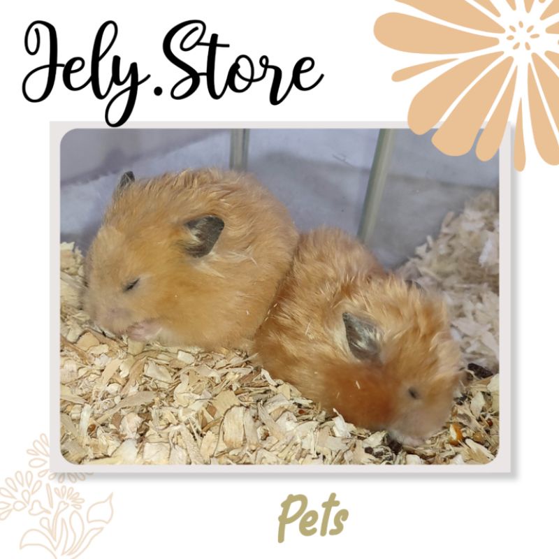 Indukan Hamster Syrian Dewasa Short Long Hair Jantan Betina Surabaya