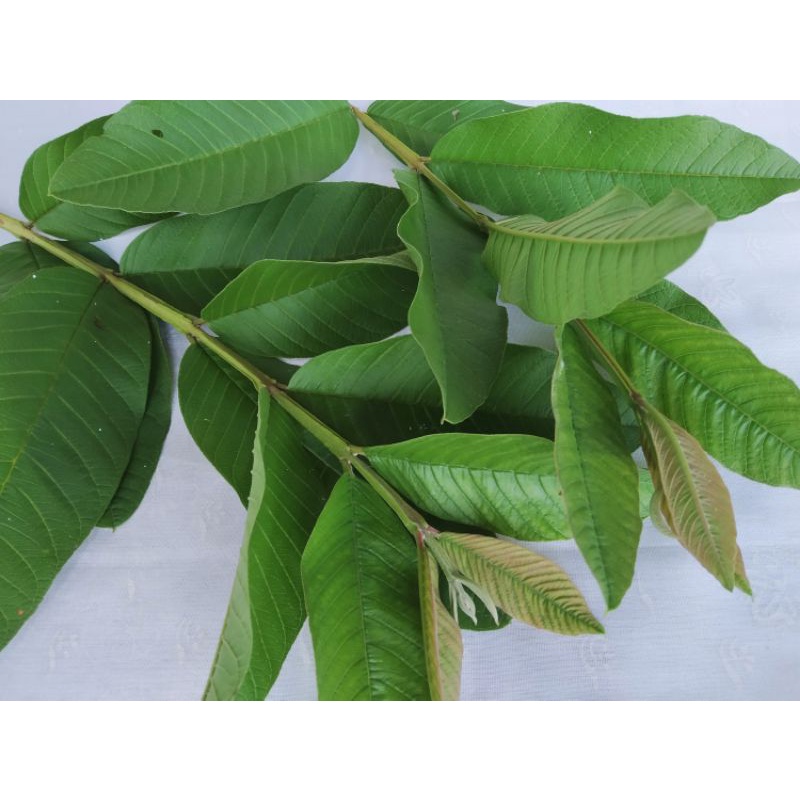 

guava leaf daun jambu biji segar