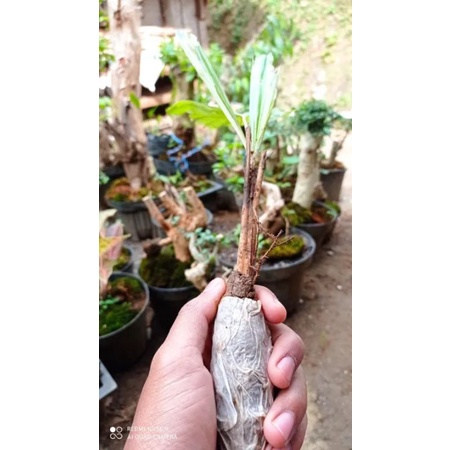 BIBIT POHON AREN SIAP TANAM/BIBIT POHON AREN/POHON AREN