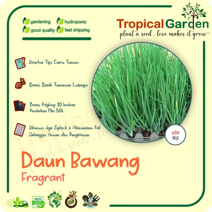 Suplayer Benih Daun Bawang Fragnant Bibit Daun Bawang Hibrida F1