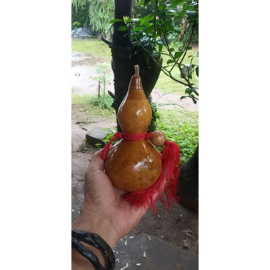 Labu Botol | Hiasan | Koleksi | Drunken master| Zui Quan | Ksatria Lungguh | Bottle Gourd