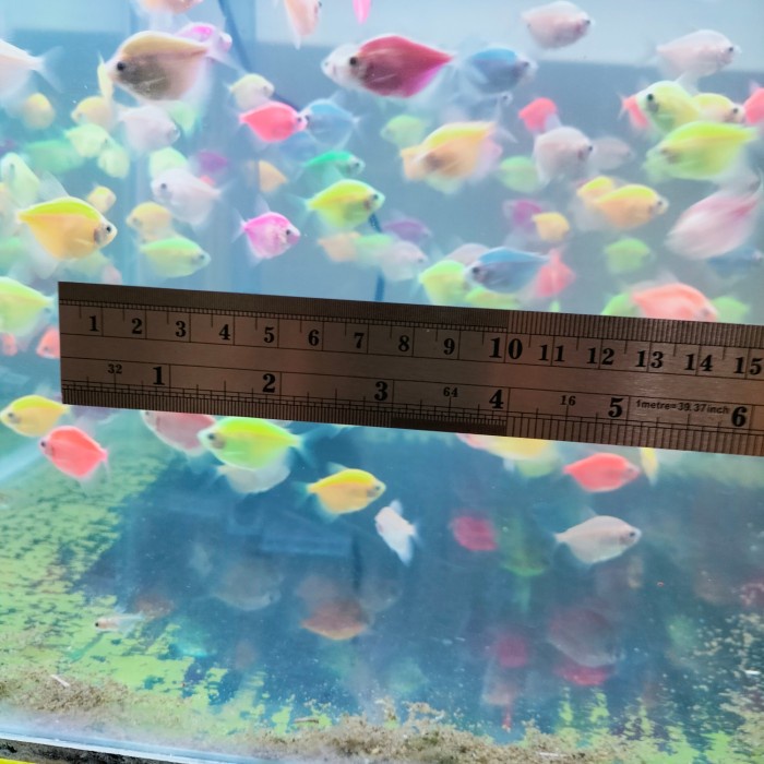 Glofish Tetra partai 1000e garansi 100% mati uang kembali warna random (toko oshe)