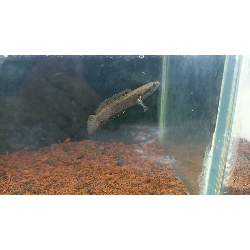 Hiasan Aquarium Orna YL 6 cm Single Tank