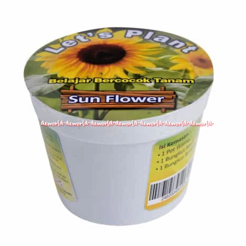 Let's Plant Sun Flower Seledri Cabai Merah Keriting Bayam Merah Belajar Bercocok Tanam Tanaman Benih Di Pot Sunflower Lets Plants