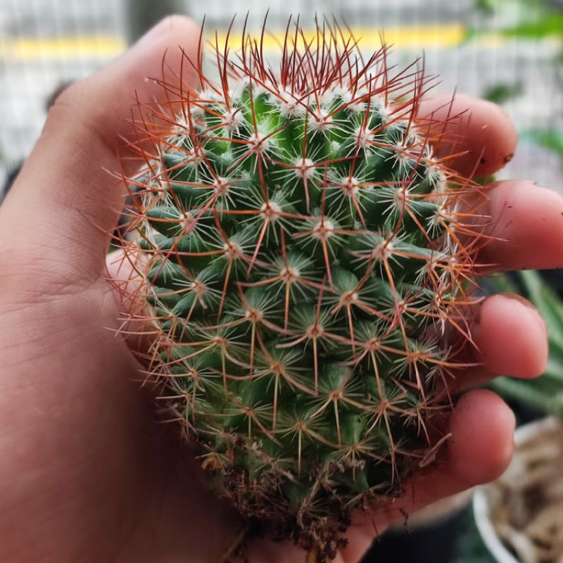 Kaktus Mammillaria Rhodantha Ownroot