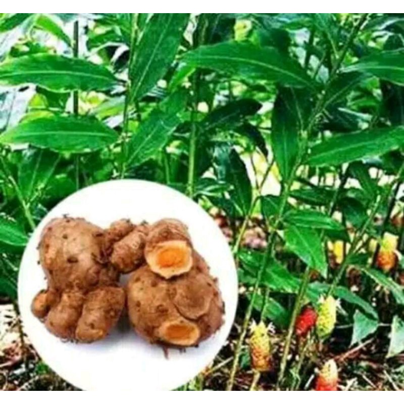 

Bengle / Bengle / Banglai Segar 1 kg