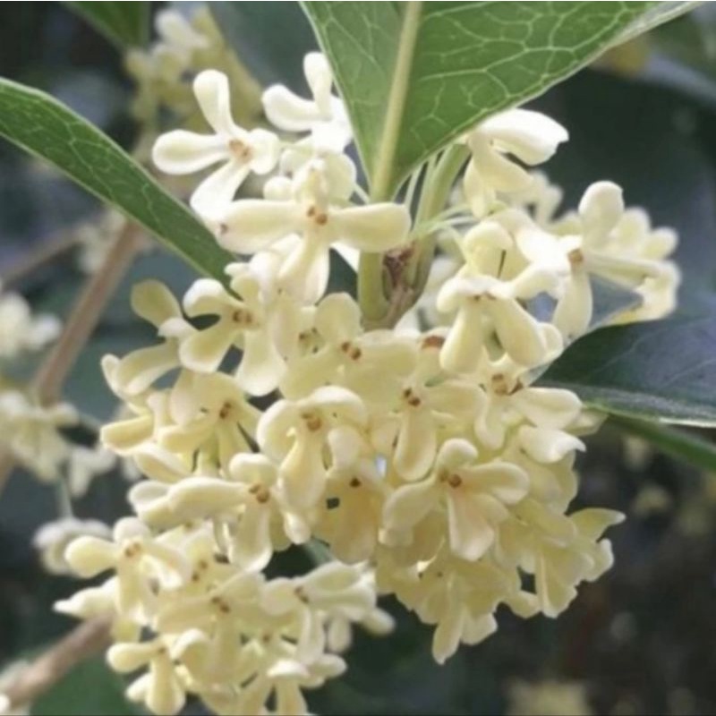 Tanaman Osmanthus Wangi