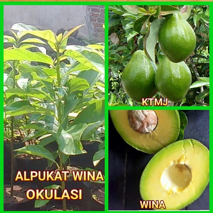 Bibit Tanaman Pohon Alpukat Wina Bibit Alpukat Wina Okulasi CCCC