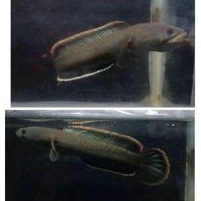 Gabus C. limbata rim tebal CB