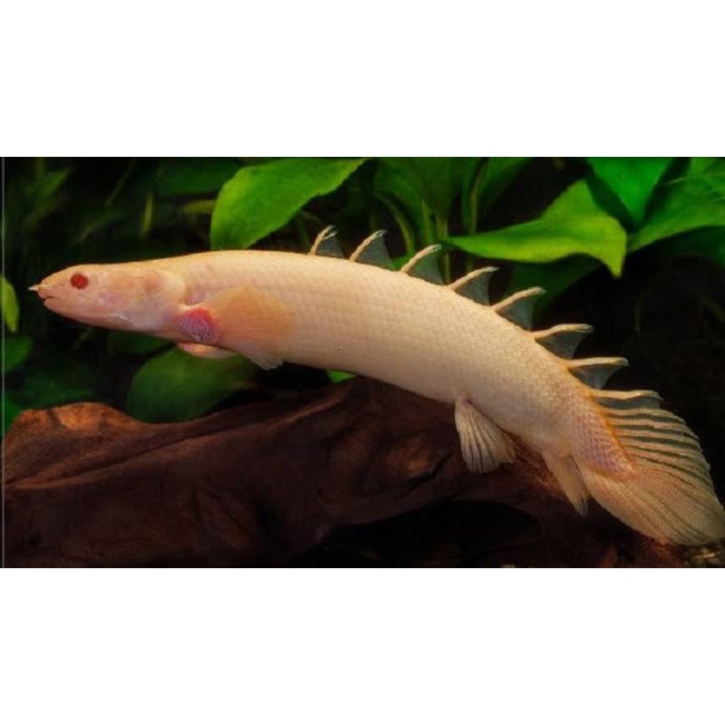 palmas albino